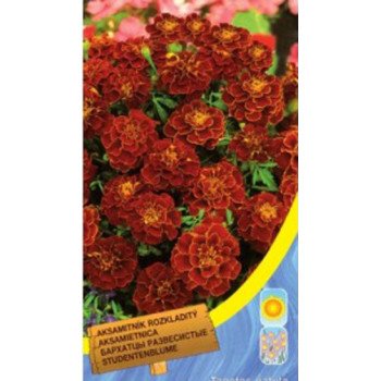 Чорнобривці відхилені низькі кармінові /0,6 г/ *Moravoseed*