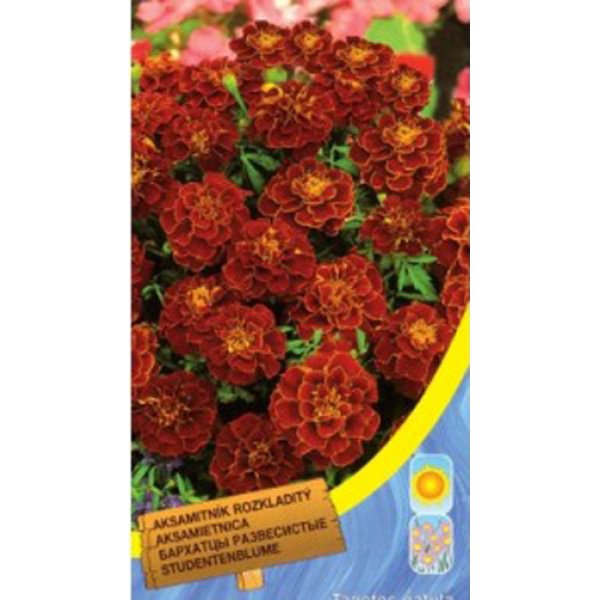 Насіння чорнобривців відхилені низькі кармінові /0,6 г/ *Moravoseed*