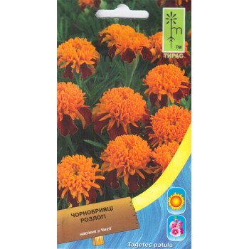 Бархатцы отклоненные низкие Карамель /0,3 г/ *Moravoseed*