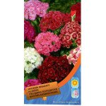 Гвоздика бородата суміш /0,5 г/ *Moravoseed*