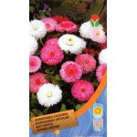 Маргаритка помпоновидна суміш /0,1/ *Moravoseed*