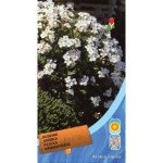 Арабис кавказский белый /0,1 г/ *Moravoseed*