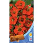 Колокольчик Чилийский оранжевый /0,15 г/ *Moravoseed*