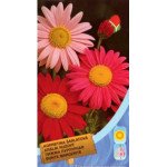 Пижма пурпурная /0,2 г/ *Moravoseed*