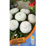 Маргаритка помпоновидна біла /0,1/ *Moravoseed*