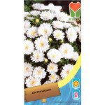 Айстра карликова біла /0,4 г/ *Moravoseed*