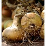 Лук Августа /20 г/ *Moravoseed*