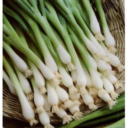 Цибуля батун Байкал /20 г/ *Moravoseed*