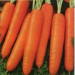 Морква Дарина /20 г/ *Moravoseed*