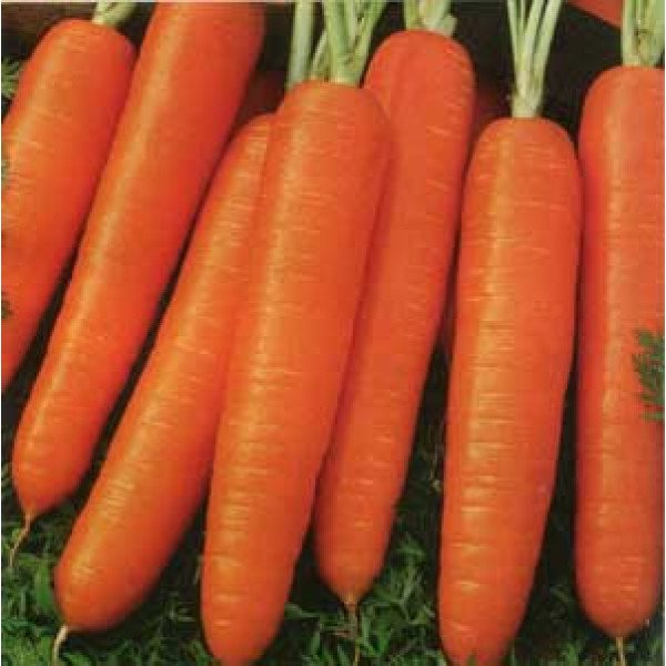 Насіння моркви Дарина /20 г/ *Moravoseed*