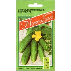 Огірок Сантана F1 /1,2 г/ *Moravoseed*