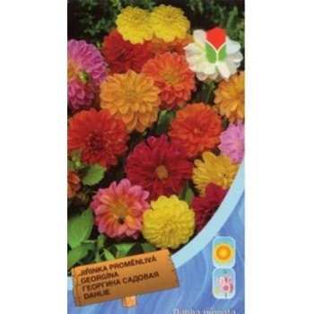 Жоржина махрова суміш /0,8 г/ *Moravoseed*