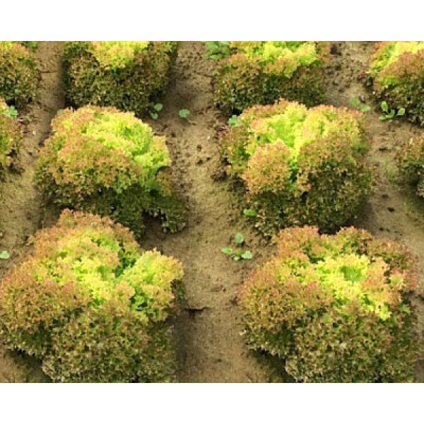 Насіння салату Мерлот /0,8 г/ *Moravoseed*