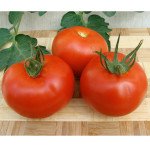 Томат Дафне F1 /500 насінин/ *Moravoseed*