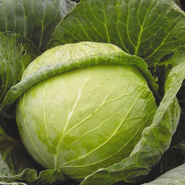 Насіння капусти білоголової Авак F1 /2.500 насінин/ *Moravoseed*