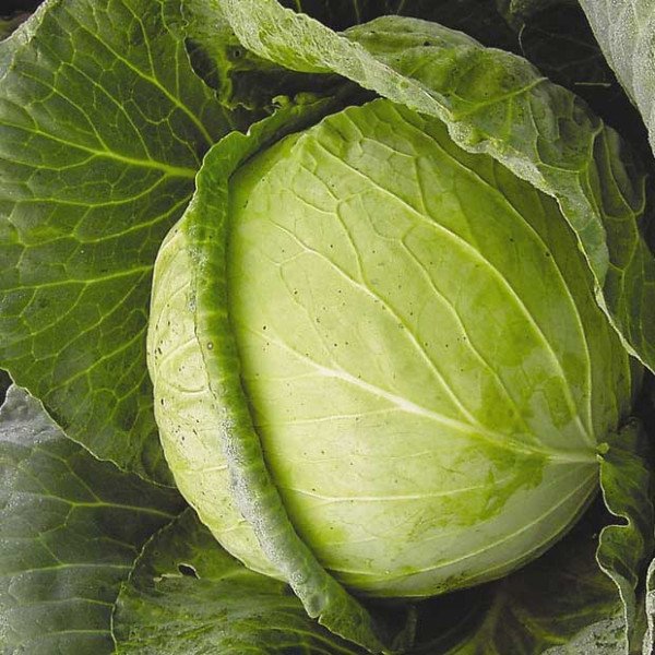 Насіння капусти білоголової Авак F1 /10.000 насінин/ *Moravoseed*
