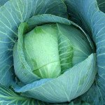 Капуста белокочанная Арос F1 /2.500 семян/ *Moravoseed*