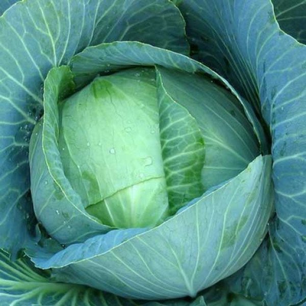 Насіння капусти білоголової Арос F1 /10.000 насінин/ *Moravoseed*