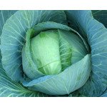 Капуста білоголова Атіла F1 /2.500 насінин/ *Moravoseed*