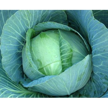 Капуста белокочанная Атила F1 /2.500 семян/ *Moravoseed*