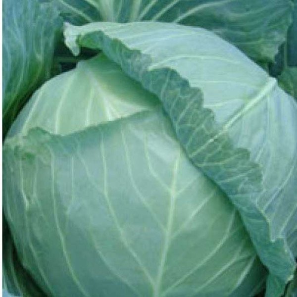 Насіння капусти білоголової Геліос F1 /2.500 насінин/ *Moravoseed*