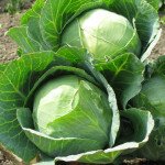 Капуста білоголова Калібро F1 /2.500 насінин/ *Moravoseed*