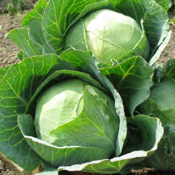 Насіння капусти білоголової Калібро F1 /2.500 насінин/ *Moravoseed*