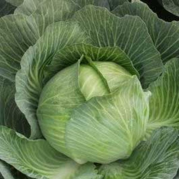 Насіння капусти білоголової Кіклоп F1 /2.500 насінин/ *Moravoseed*