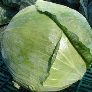 Капуста белокочанная Колорит F1 /2.500 семян/ *Moravoseed*