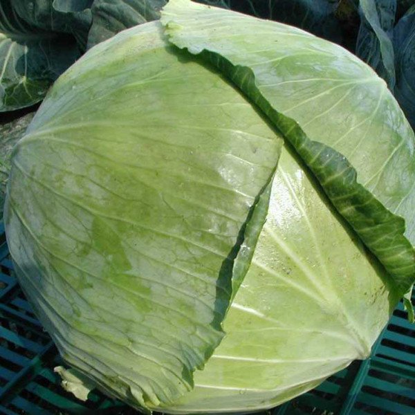 Насіння капусти білоголової Колорит F1 /2.500 насінин/ *Moravoseed*