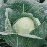 Капуста білоголова Лібрето F1 /2.500 насінин/ *Moravoseed*