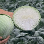 Капуста белокочанная Мадисон F1 /2.500 семян/ *Moravoseed*