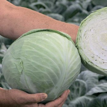 Капуста белокочанная Мадисон F1 /10.000 семян/ *Moravoseed*