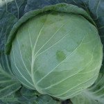 Капуста белокочанная Альбатрос F1 (Меридор F1) /2.500 семян/ *Moravoseed*