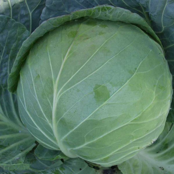 Семена капусты белокочанной Альбатрос F1 (Меридор F1) /2.500 семян/ *Moravoseed*