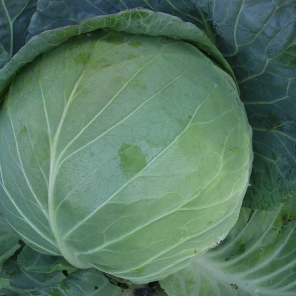 Семена капусты белокочанной Альбатрос F1 (Меридор F1) /10.000 семян/ *Moravoseed*