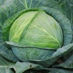 Капуста білоголова Мідор F1 /2.500 насінин/ *Moravoseed*