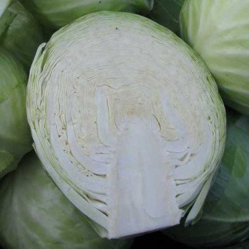 Капуста белокочанная Соня F1 /2.500 семян/ *Moravoseed*