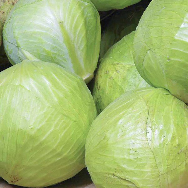 Насіння капусти білоголової Старт F1 /2.500 насінин/ *Moravoseed*