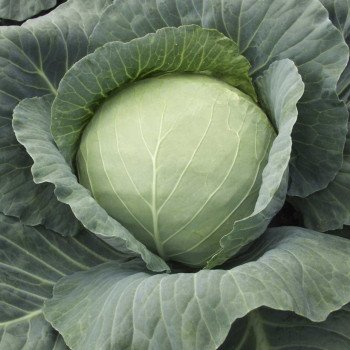 Капуста белокочанная Таргет F1 /2.500 семян/ *Moravoseed*