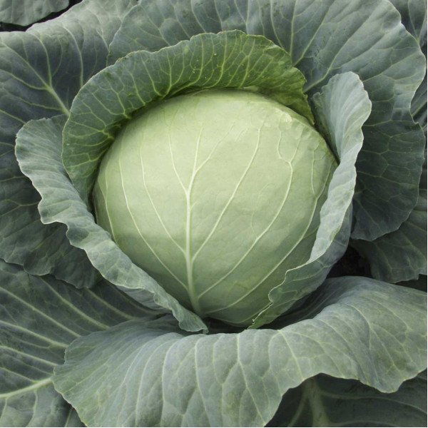 Насіння капусти білоголової Таргет F1 /2.500 насінин/ *Moravoseed*
