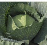 Капуста броколі Аполена F1 /2.500 насінин/ *Moravoseed*