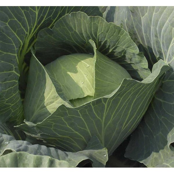 Насіння капусти броколі Аполена F1 /2.500 насінин/ *Moravoseed*