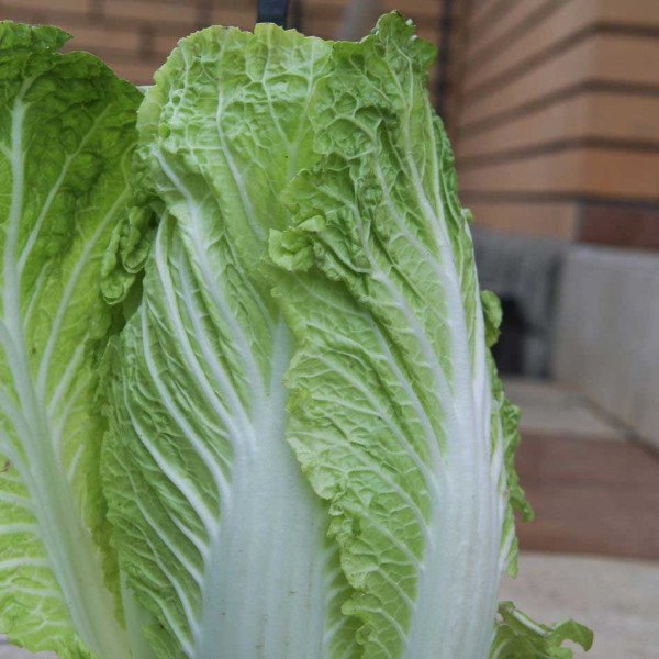 Насіння капусти пекінської Форко F1 /2.500 насінин/ *Moravoseed*