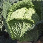 Капуста савойська Блістра F1 /2.500 насінин/ *Moravoseed*