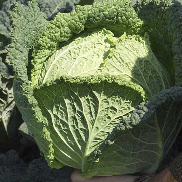 Насіння капусти савойської Блістра F1 /2.500 насінин/ *Moravoseed*