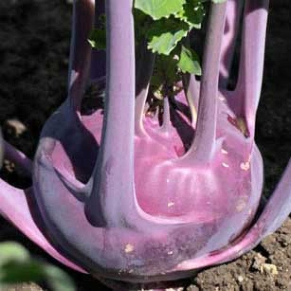 Семена капусты кольраби Балот F1 /2.500 семян/ *Moravoseed*