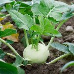 Капуста кольрабі Креф F1 /2.500 насінин/ *Moravoseed*