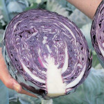 Капуста краснокочанная Квит F1 /2.500 семян/ *Moravoseed*