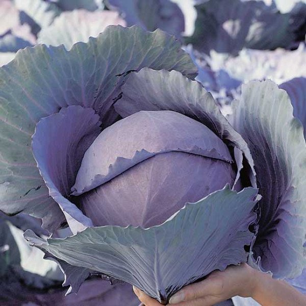 Семена капусты краснокочанной Могикан F1 /2.500 семян/ *Moravoseed*